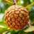 Salak – wężowy owoc pełen zdrowia i witamin: właściwości i wartości odżywcze